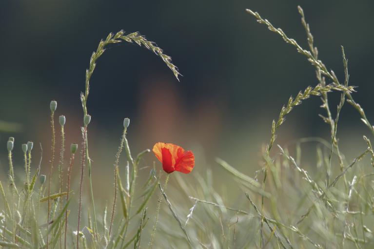 Au fil des Saisons
