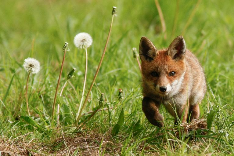 Rencontres Animalières