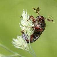 Hanneton - Equilibriste