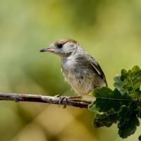 Fauvette à tête noire (juvénile)