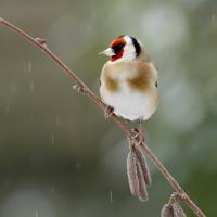 Chardonneret élégant