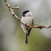 Mésange à tête noire