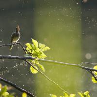 Bergeronnette des ruisseaux (juvénile)