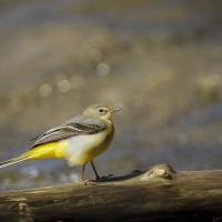 Bergeronnette des ruisseaux