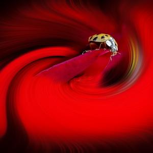 Coccinelle sur une rose