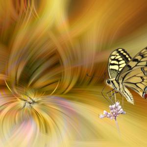 Machaon