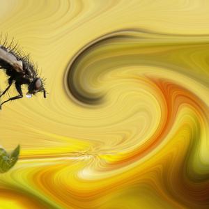 Mouche au petit matin