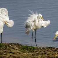 Toilette de la Grande Aigrette