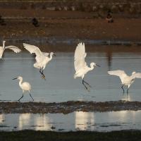 Atterrissage d'une Aigrette Garzette
