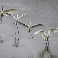 Amerrissage d'une Grande Aigrette