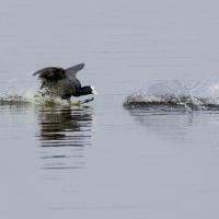 Foulque Macroule sur l'eau