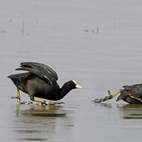 Foulque Macroule sur la glace