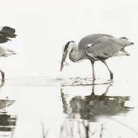 Pêche du Héron Cendré