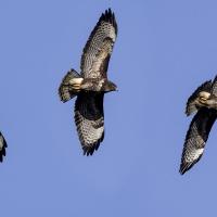 Buse Variable
