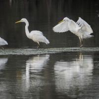 Attrrissage d'une Grande Aigrette