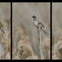 Rousserolle Turdoïde